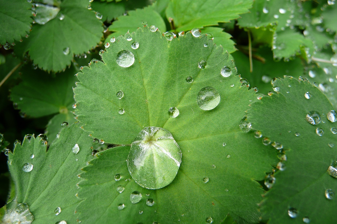 韭菜子的神奇功效与黄帝时代的智慧传承——炎黄子孙的健康宝典