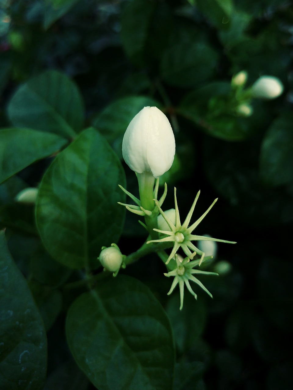 茉莉花茶，芬芳保健的养生秘密武器